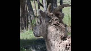 Big Horn Sheep Grazing shorts [upl. by Eednam]