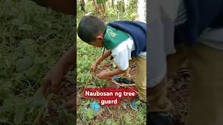 Naubosan ng tree guard [upl. by Finnie]