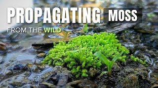 Propagating MOSS Collected from the Wild  How to propagate and find moss  Guide [upl. by Glaser731]