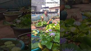 Winter Blooming of waterlily and lotus Fertilizer training for lotus How to grow garden wintercare [upl. by Ahsirpac]