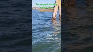 SeaSerpent scouting off Sequim Washington looking for cadborosaurus [upl. by Nylahs]