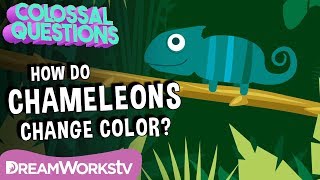 How Do Chameleons Change Color  COLOSSAL QUESTIONS [upl. by Eilah896]