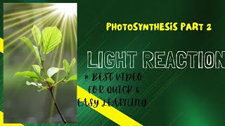 Photosynthesis  Light Reaction of photosynthesis  Steps involved in Light Reaction [upl. by Keefe]