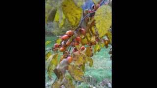 quotszukisquot American persimmon  Diospyros virginiana [upl. by Gaillard]