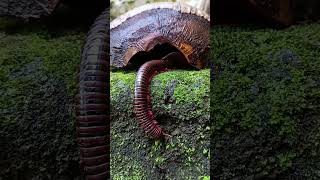 Millipedes coming out of coconut shells🐚🥥 arthropods millipede scary shorts [upl. by Thorrlow]