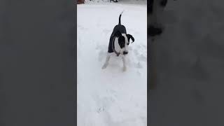 Great Dane Finn plays in fresh snow [upl. by Balduin]