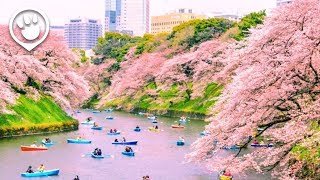 Cherry Blossoms in Japan 2018 Forecast [upl. by Enitsirt]