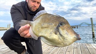 Giant Orange Filefish amp Porgy Surf Fishing Long Island in MidOctober [upl. by Nethsa]