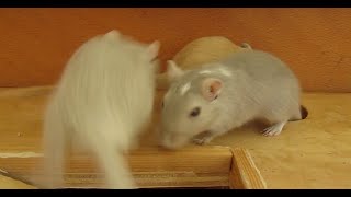 Gerbil Army  Rennmäuse tragen Futter ins Nest [upl. by Aliab971]