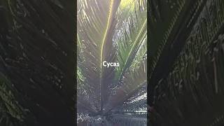 Cycas  new plants coming up  shorts YTStudio [upl. by Gipps]