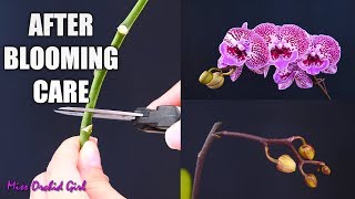 Orchid Care for Beginners  What to do after Phalaenopsis blooms fall Cutting spike amp aftercare [upl. by Asinla996]