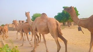 Thirsty Camels walking fastly to drink water at well [upl. by Eicam106]