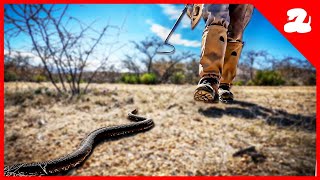 A Black Rattlesnake Leads Me Straight to His Den [upl. by Ashjian]