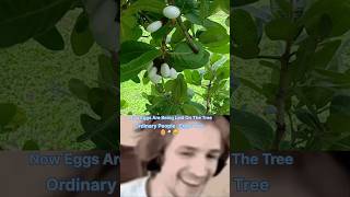 What is The white bhilawa tree 🌴 🥚 ytshorts shorts shortvideos viralvideos facts [upl. by Gabe944]