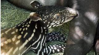 Tapir mom and baby cuteness [upl. by Hnim]