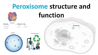 Peroxisomes Structure and function [upl. by Oram695]