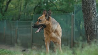 German shepherd ready for adoption [upl. by Hen]