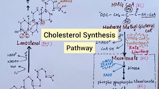 Cholesterol Synthesis Pathway  Biochemistry [upl. by Novyad38]