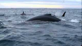 Large numbers of killer whales Humpback and Fin whales [upl. by Francesca]