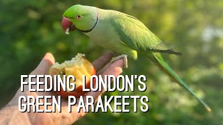 How to feed London’s rose ringed green parakeets parrots In Hyde park plus the friendly squirrels [upl. by Schroeder704]