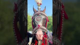 Hai Mera imam Hussain as  Nadeem sarwar noha  2024 [upl. by Sylado]