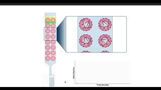 Gel filtration chromatography animation Video rendering [upl. by Ifok397]