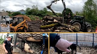 140524 Heifers calves big logs and looking at turds [upl. by Boorman]