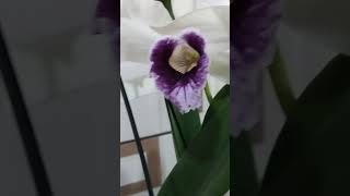 Laelia purpurata cheirinho de limão 🍋 ❤️🤎💜 [upl. by Durward]