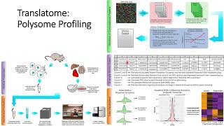 Translatome Polysome Profiling Code 266 [upl. by Farmelo]