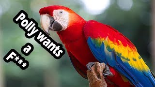 Top 10 swearing parrots swearing birds [upl. by Illek]