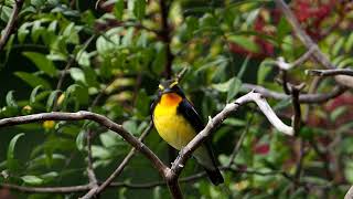 【野鳥】キビタキ おかざき自然体験の森 Narcissus Flycatcher【birdwatching】 [upl. by Peyter]