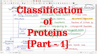 28 Classification of Proteins Part1  Based on Functions Chemical nature Solubility amp Shape [upl. by Haywood223]