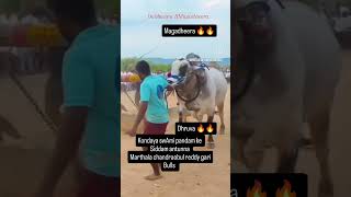 MCOR Chandra obul reddy gari bulls magadheera 🔥🔥 and dhruva 🔥🔥 heavy competition bulls 🔥 [upl. by Hamo459]