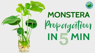 Monstera Propagation in 5 minutes  Houseplant Resource Center [upl. by Lashond]