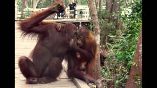 Orangutanger i Borneos Djungler [upl. by Enilegnave]