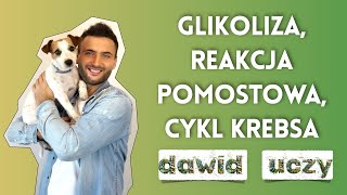 Glikoliza reakcja pomostowa i cykl Krebsa [upl. by Irehs423]