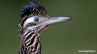 Greater Roadrunner Call  Greater Roadrunner Sound [upl. by Casar841]