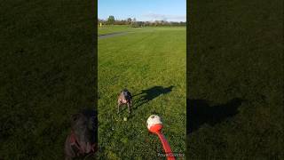 Bystra Staffy Playing Fetch staffordshirebullterrier Staffie [upl. by Kcirtap]