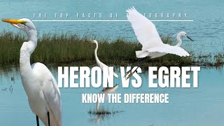 Heron vs Egret Whats the Difference egret heron [upl. by Tilford]