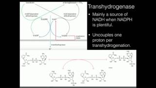 Nicotinamide Nucleotide Transhydrogenase [upl. by Aroc553]