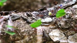 Leafcutter Ants Natures Tiny Farmers leafcutterants nature facts [upl. by Augustus121]