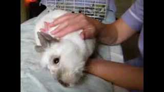 Animal Healing Mini Video Suki the Rabbit Reiki and Flower Essences 2011 [upl. by Starlin]