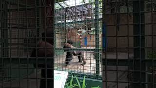 Primata Schmutzer gorilla ragunan shortvideo shortsyoutube ragunanzoo animals liburanseru [upl. by Vivyanne436]