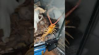 Pood hates mite checkups insects centipede [upl. by Kowatch]