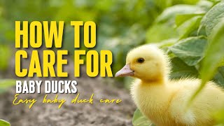 How to Care for Baby Ducks [upl. by Siradal218]