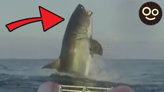 6 Avistamientos de MEGALODONES Reales Captados en Video [upl. by Nazay722]