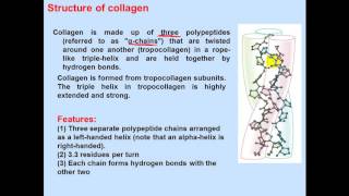 Biochemistry Second  dr sameeh  Protein 3  Classification of proteins [upl. by Teloiv]