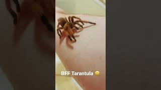 🕷 Most Friendly Tarantula on Earth shorts [upl. by Edik]