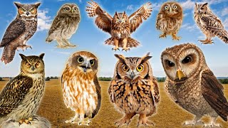 The Best Owl Sounds 🦉  Different Types of Owls and Their Sounds 15 types of owls [upl. by Nahtan]