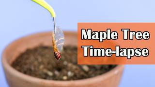 Maple Tree Growing From Seed 138 Days Time Lapse [upl. by Wayne]